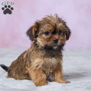 Murphy, Shorkie Puppy